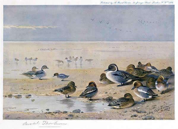 Archibald Thorburn Pintail Wigeon and Teal
